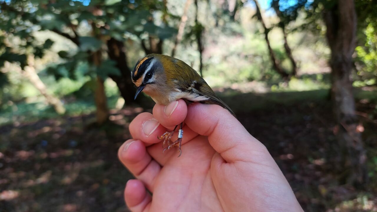 Bolue abre sus puertas para descubrir de cerca las aves del humedal de Getxo