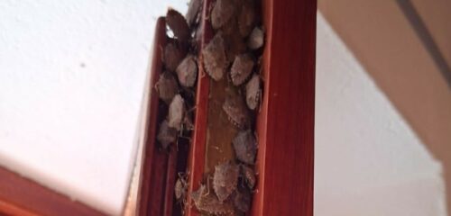 El regreso de las chinches apestosas a Bizkaia: los oyentes alertan de su presencia