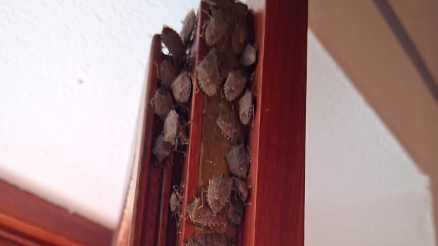 El regreso de las chinches apestosas a Bizkaia: los oyentes alertan de su presencia