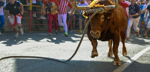 Muere una joven de Bilbao tras resultar gravemente herida en el Toro con Soga de Lodosa