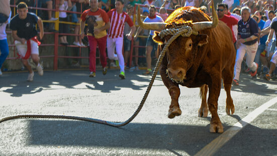 Muere una joven de Bilbao tras resultar gravemente herida en el Toro con Soga de Lodosa