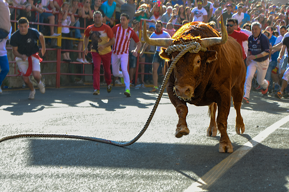 Muere una joven de Bilbao tras resultar gravemente herida en el Toro con Soga de Lodosa