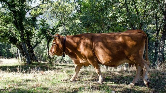 El concurso de ganado que pone en valor a la vaca autóctona de Bizkaia regresa a Gernika