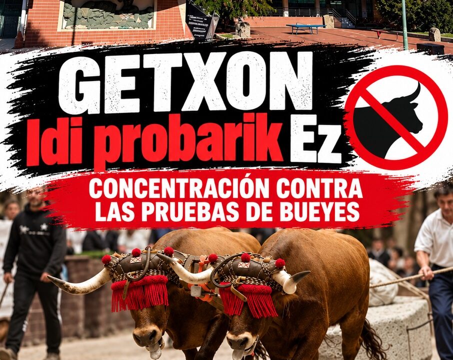 Asociaciones de Getxo se movilizan contra las pruebas de arrastre de bueyes de Andra Mari