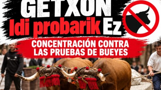 Asociaciones de Getxo se movilizan contra las pruebas de arrastre de bueyes de Andra Mari