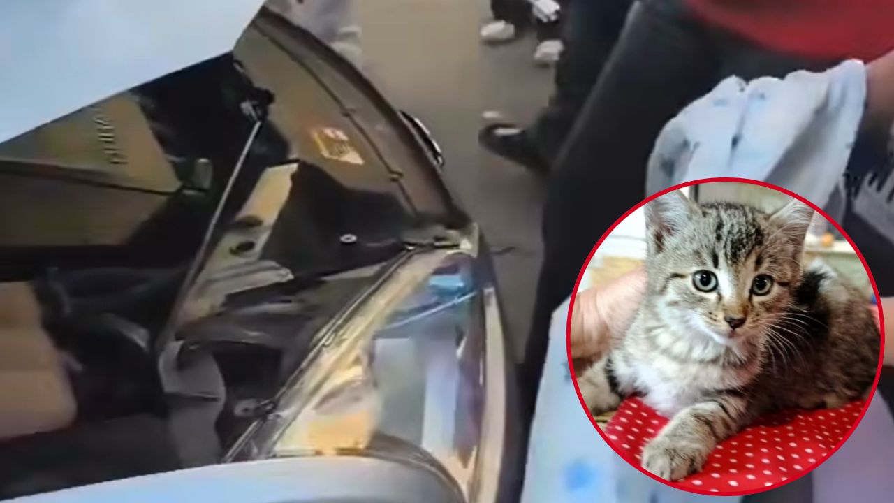 “Había algo dentro del coche”: el angustioso rescate de un gatito atrapado en un motor en Sopela