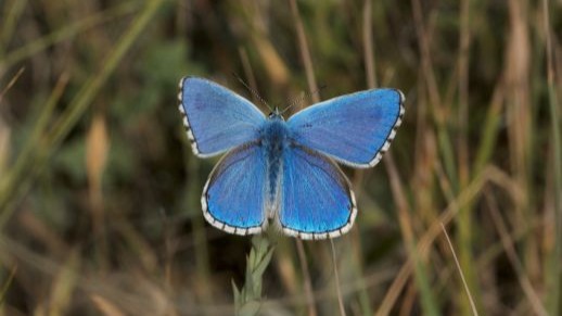 Getxo organiza dos talleres para descubrir y conocer las mariposas del municipio